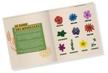 Image guide des messicoles